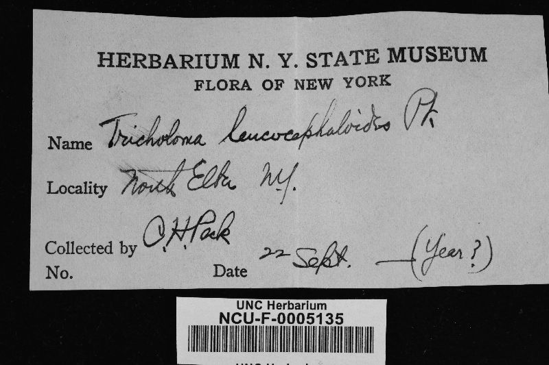 Tricholoma leucocephaloides image