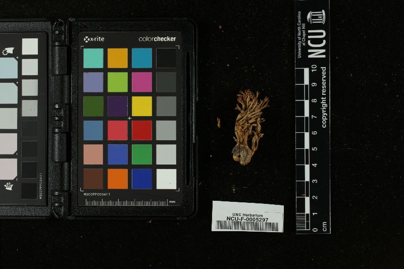 Ramaria subbotrytis image