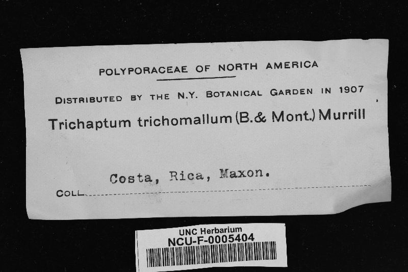 Trichaptum trichomallum image