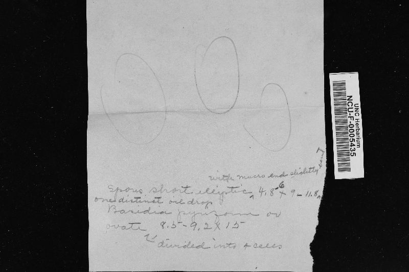 Tremellodendron merismatoides image