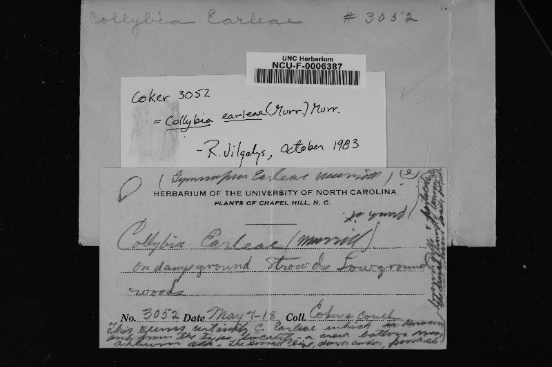 Collybia earleae image