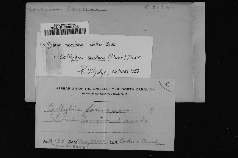 Collybia earleae image