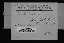 Trichaptum abietinum image