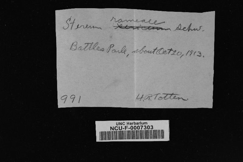 Stereum rameale image