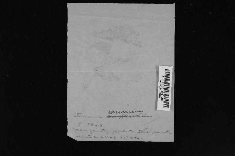 Stereum rameale image