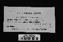 Peniophora albobadia image