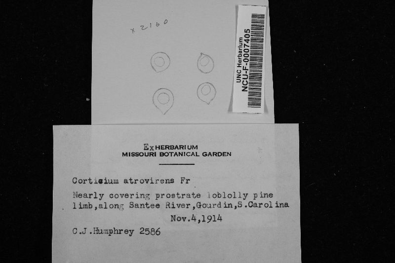 Byssocorticium image