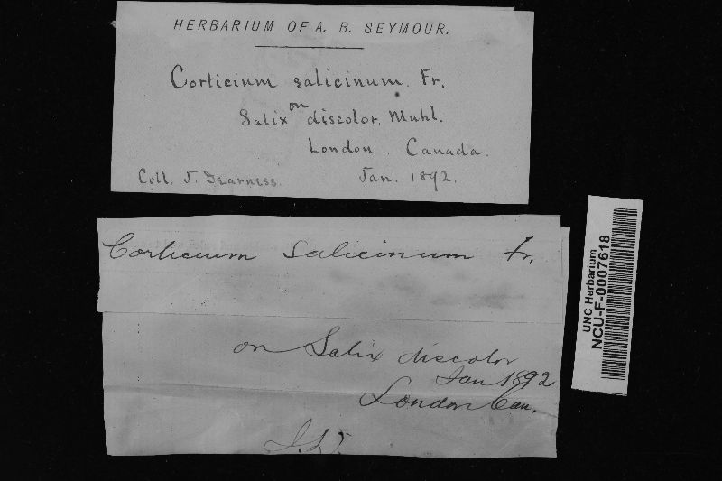 Cytidia salicina image