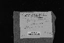 Image of Steccherinum hydneum