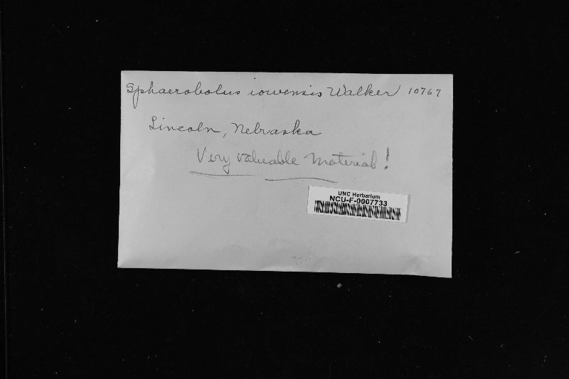 Nidulariopsis iowensis image