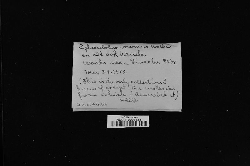 Nidulariopsis image