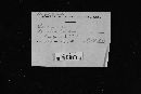 Sebacina incrustans image
