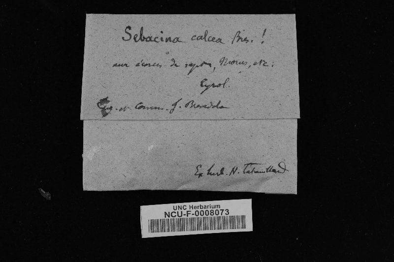 Exidiopsis calcea image