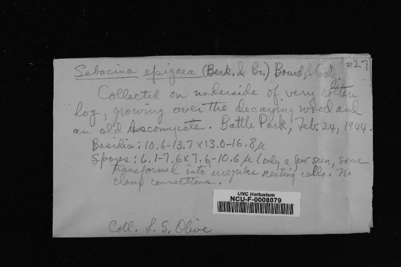 Sebacina epigaea image
