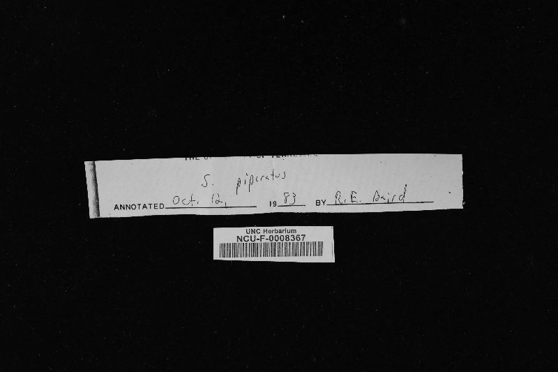 Sarcodon piperatus image
