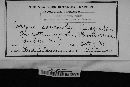 Ascocoryne sarcoides image