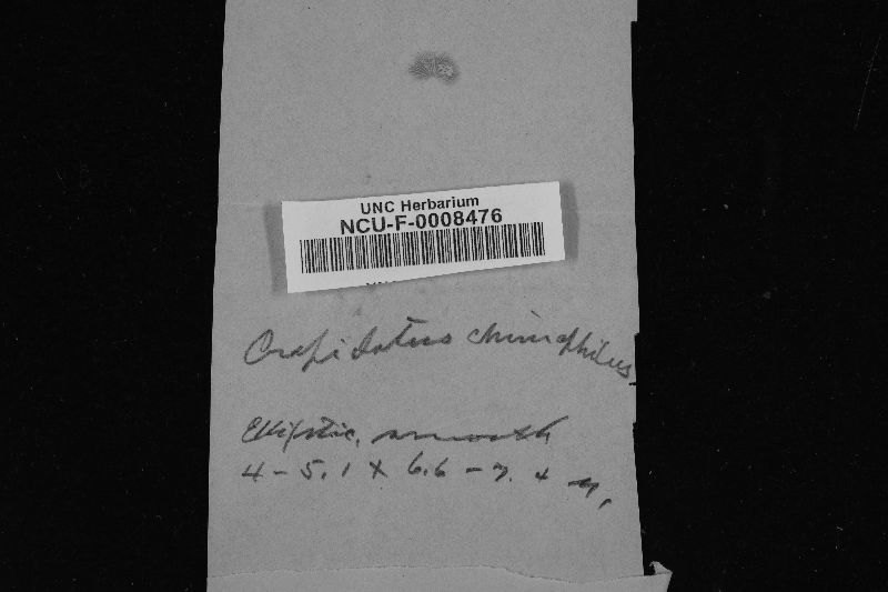 Crepidotus chimonophilus image