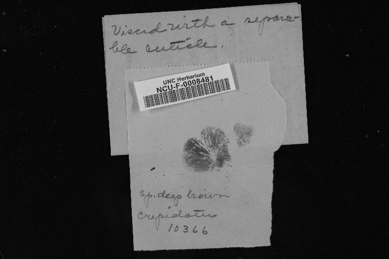 Crepidotus haerens image