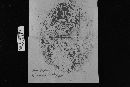 Sarcodon imbricatus image