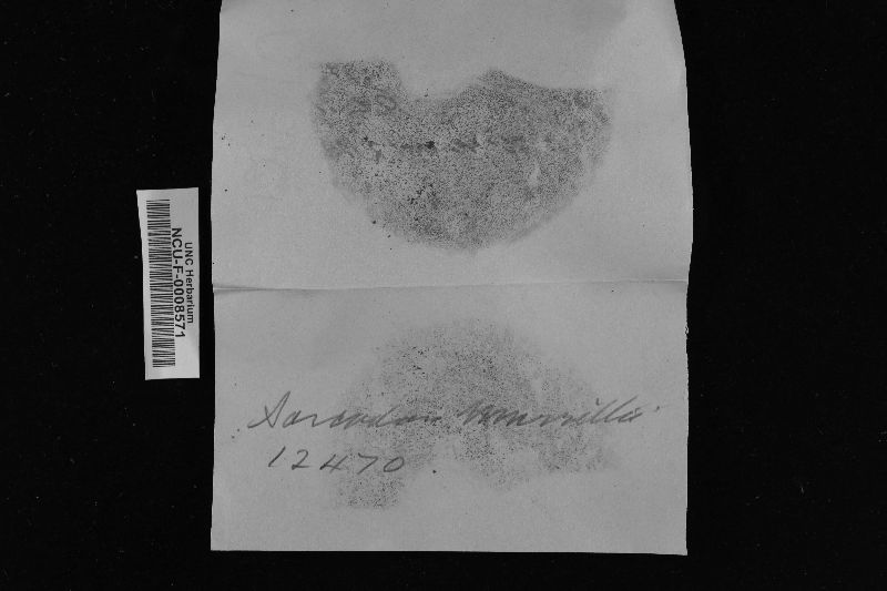 Sarcodon fennicus image
