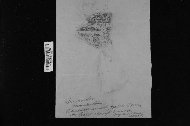 Sarcodon fennicus image
