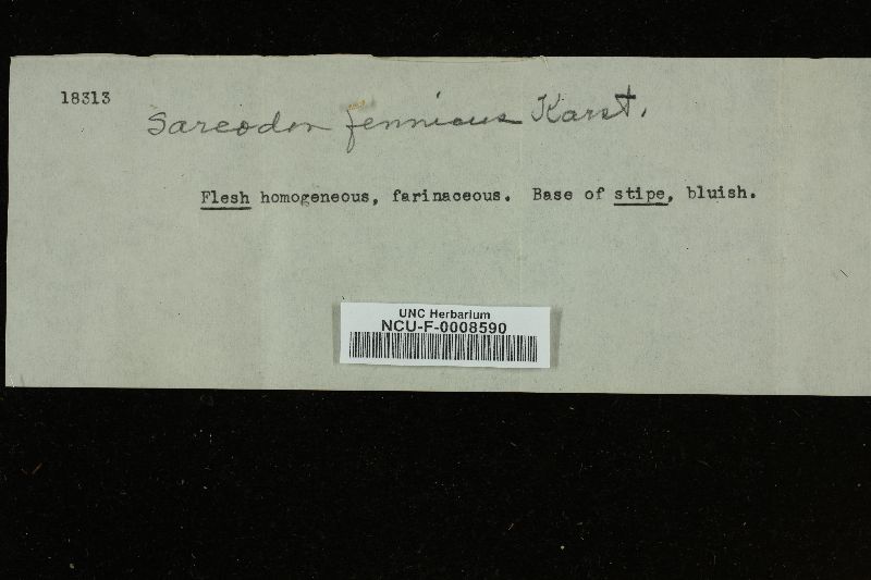 Sarcodon fennicus image