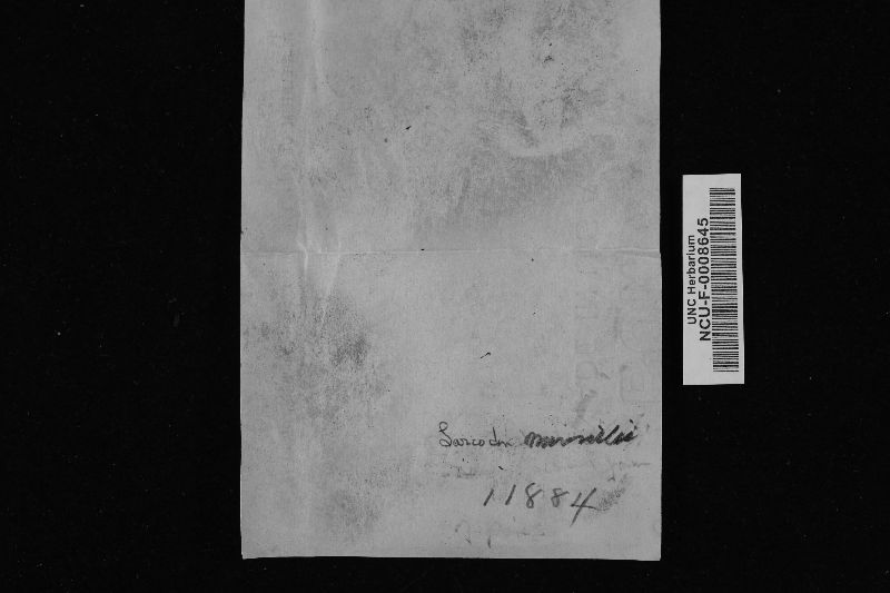 Sarcodon amarescens image