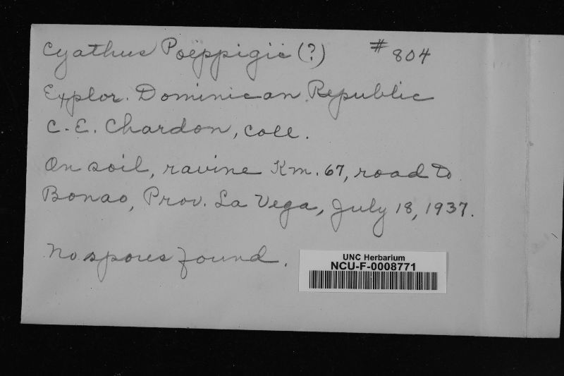 Cyathus poeppigii image