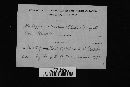 Diatrype stigma image