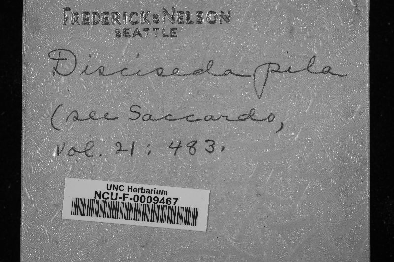 Disciseda pila image