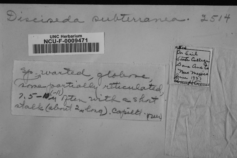Disciseda bovista image