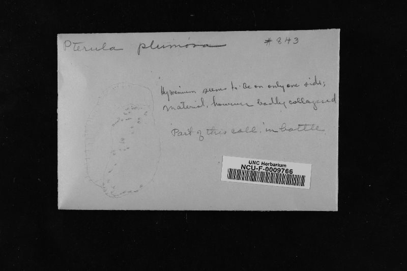Pterula plumosa image