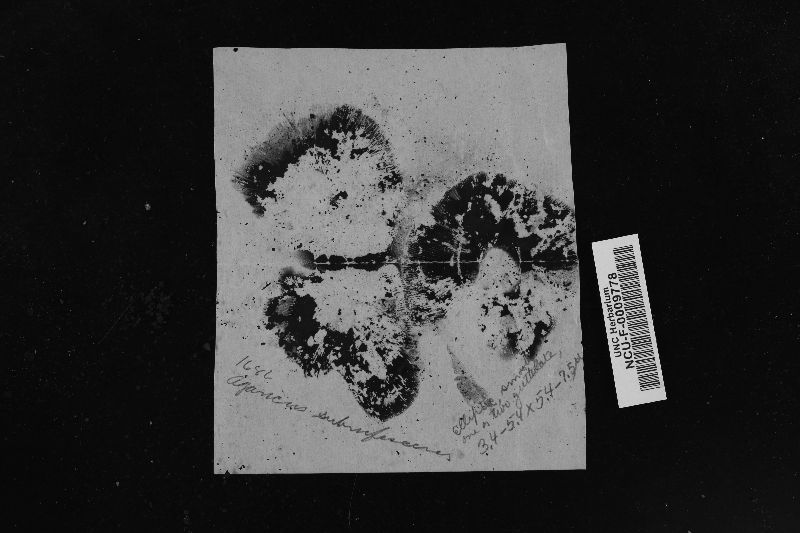 Psalliota silvatica image