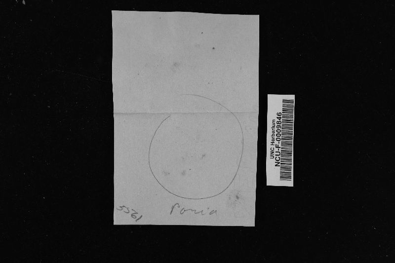 Grammothele cineracea image