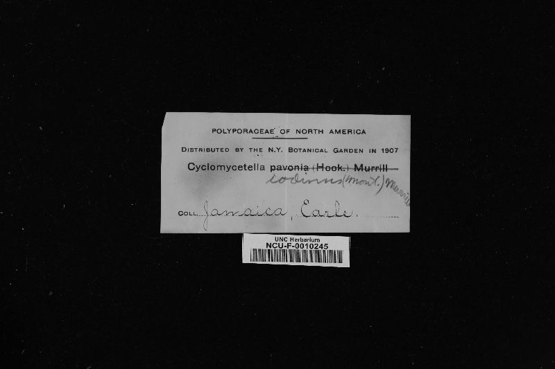 Cyclomyces iodinus image