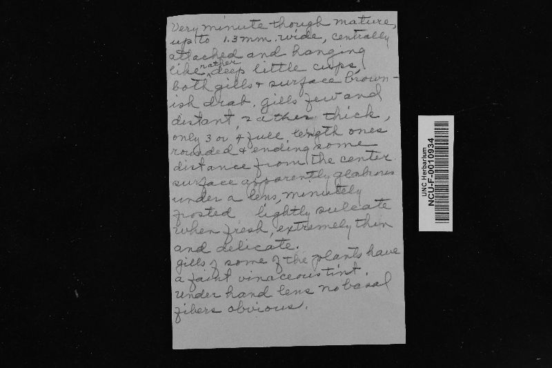Hohenbuehelia silvana image