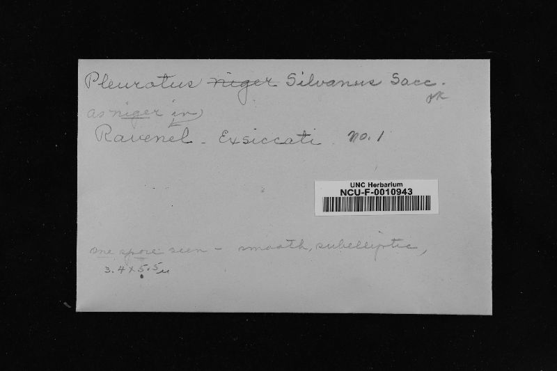 Hohenbuehelia silvana image