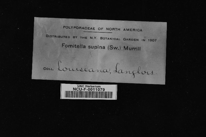 Fomitella supina image
