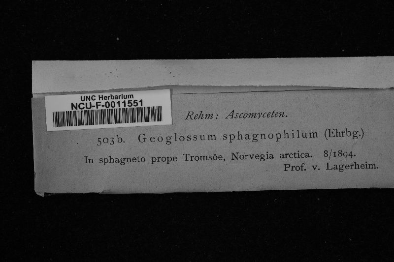 Geoglossum sphagnophilum image
