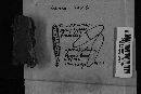 Glonium clavisporum image