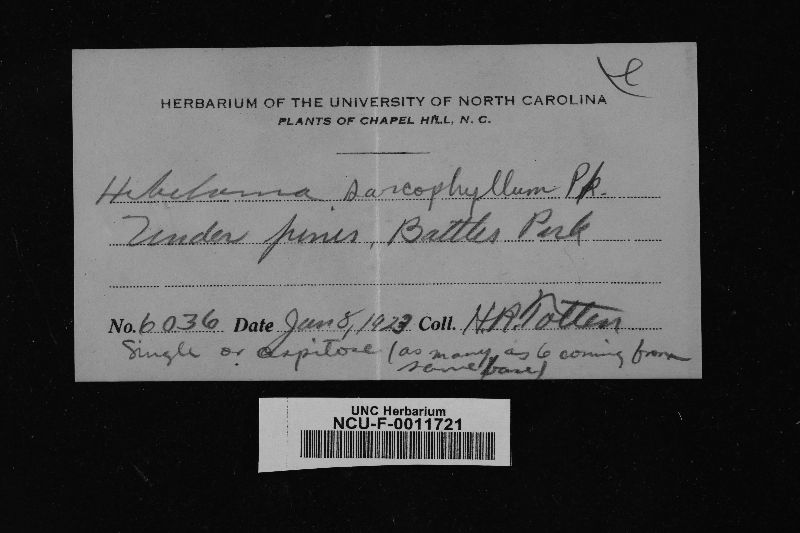 Hebeloma sarcophyllum image