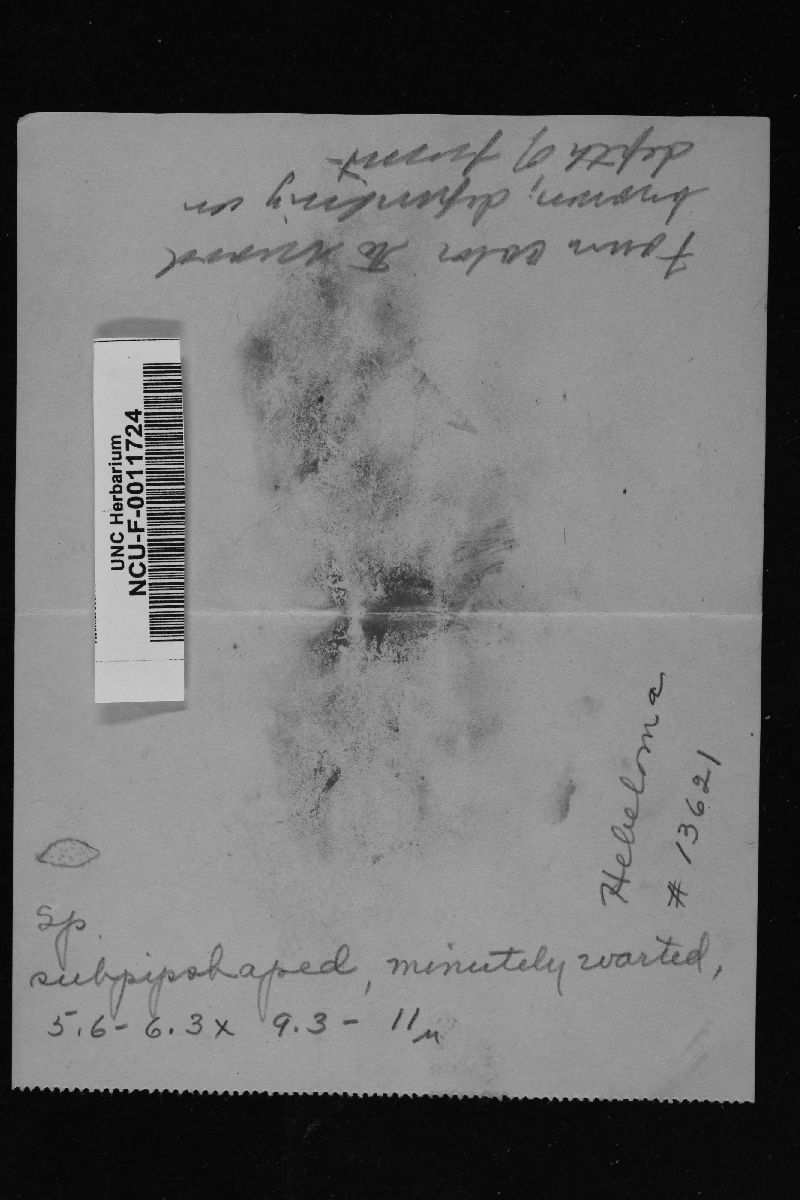 Hebeloma sinapizans image
