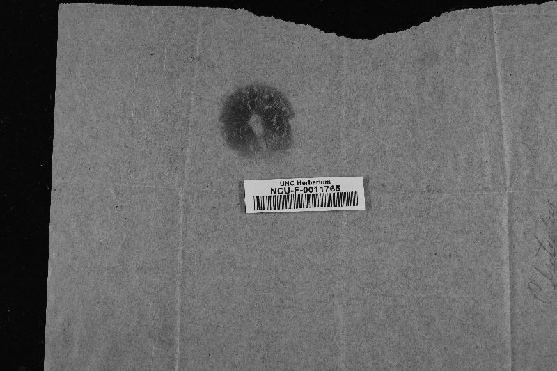 Pluteolus expansus image