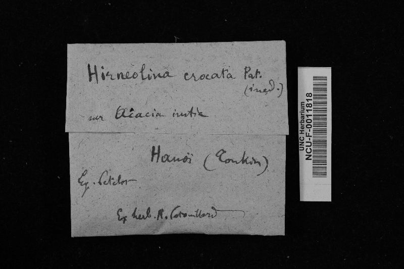 Hirneolina crocata image