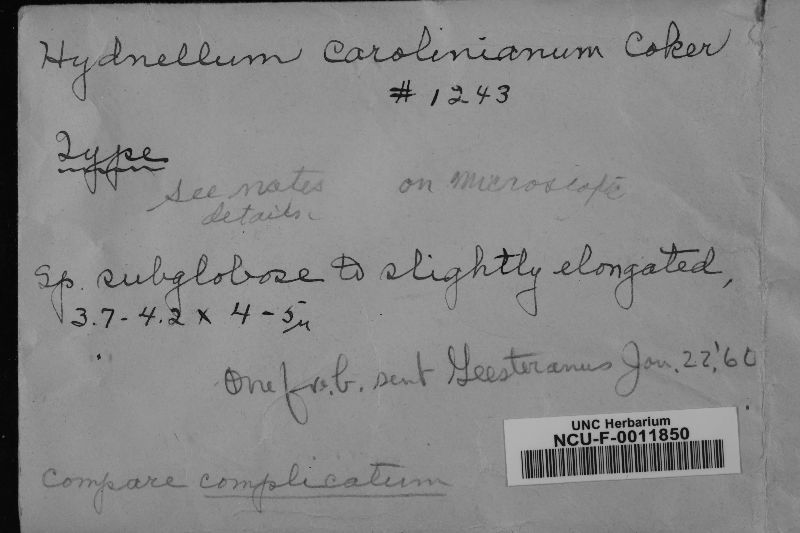 Hydnellum carolinianum image