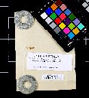 Hydnellum peckii image