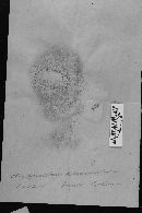 Hydnellum suaveolens image
