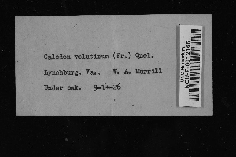 Hydnellum velutinum image
