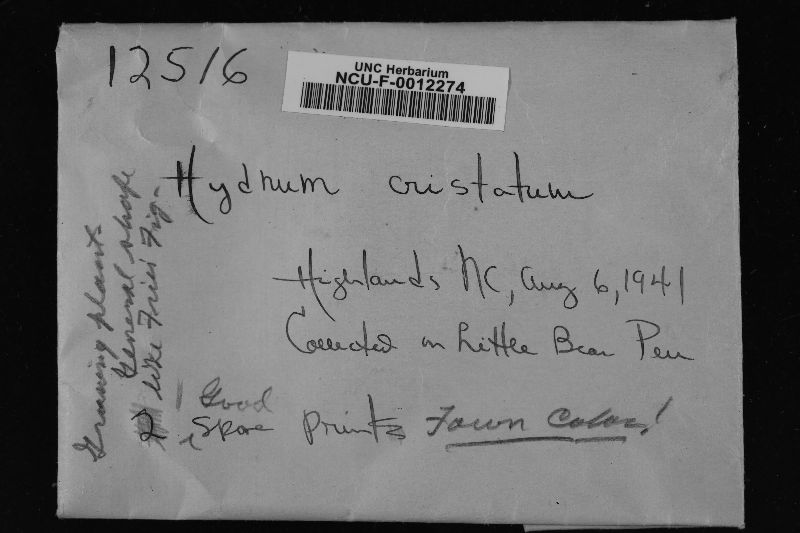 Hydnum cristatum image