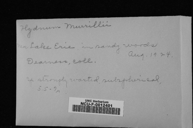 Hydnum murrillii image